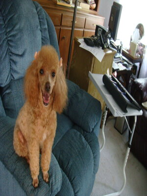 cover image of The Bouncing Poodle